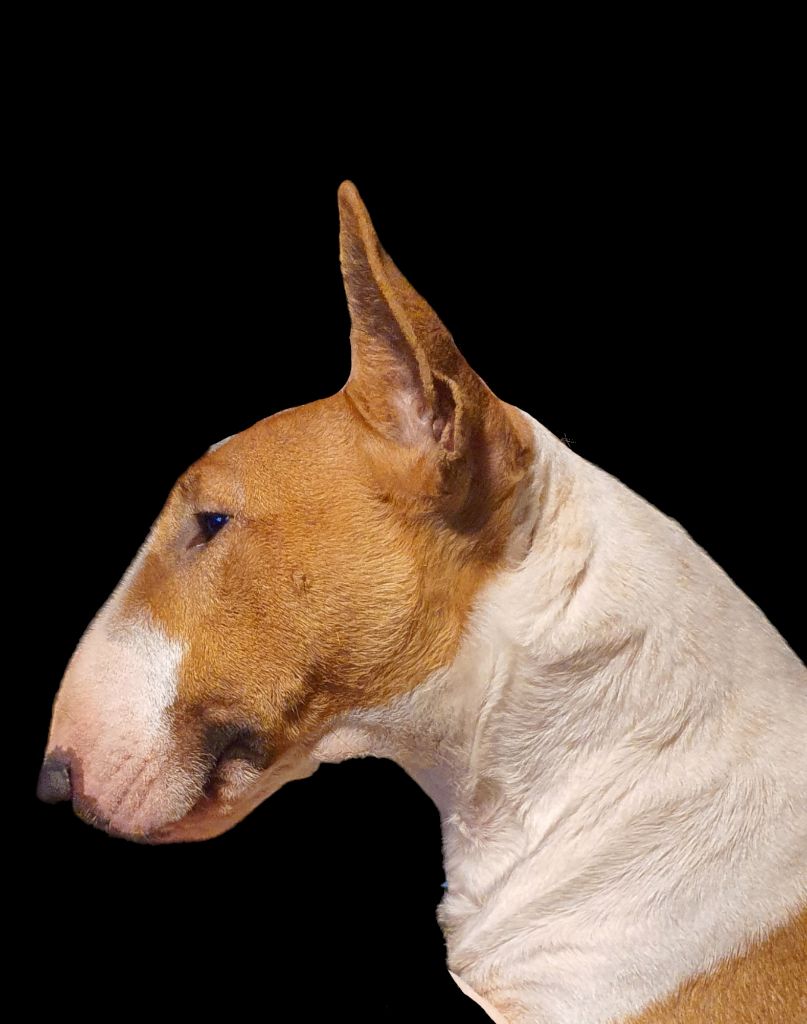 Les Bull Terrier Miniature de l'affixe des Yeux de la Revanche