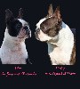  - Chiots Boston Terrier