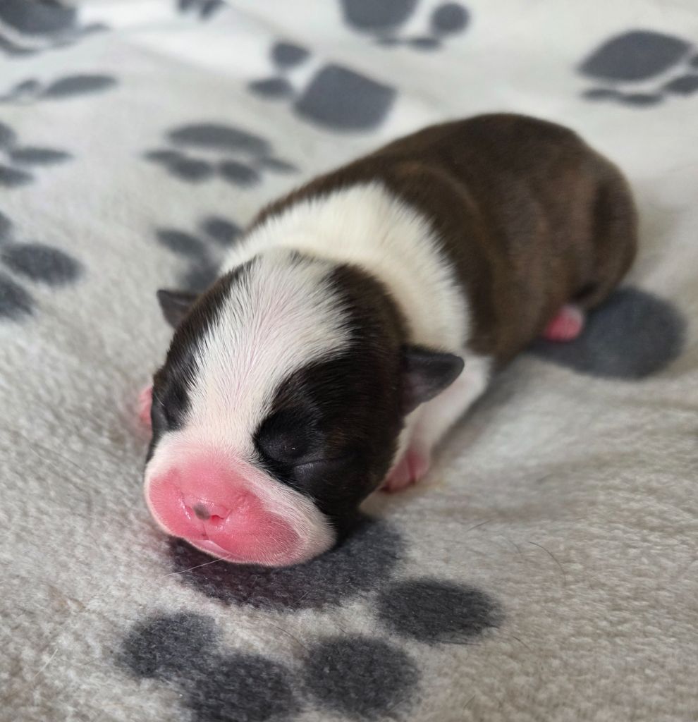 des Yeux de la Revanche - Chiots disponibles - Boston Terrier