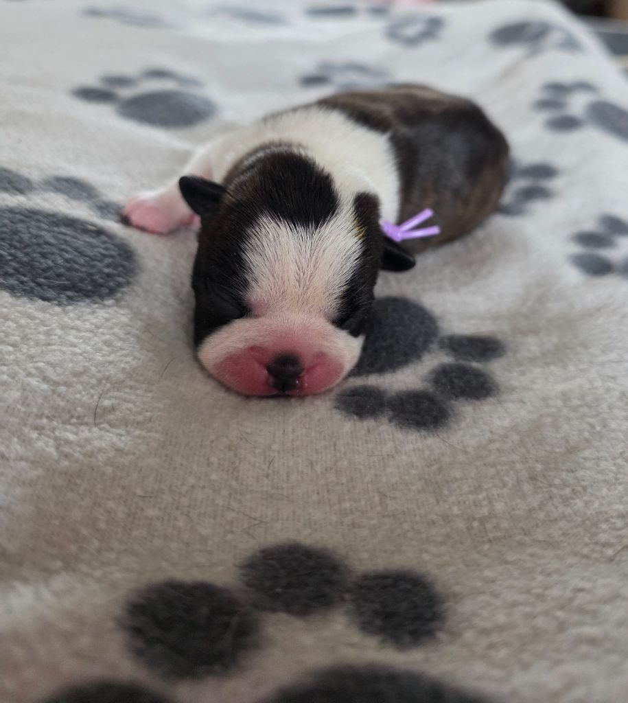 des Yeux de la Revanche - Chiots disponibles - Boston Terrier