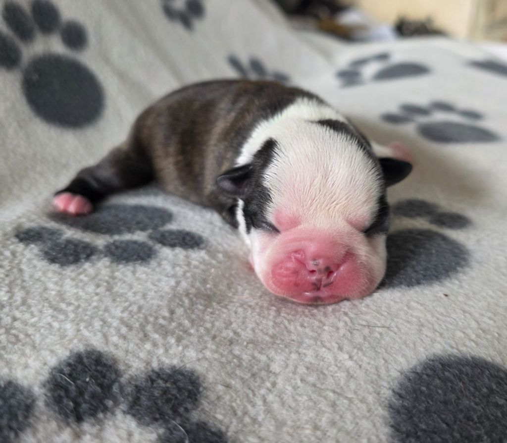 des Yeux de la Revanche - Chiots disponibles - Boston Terrier