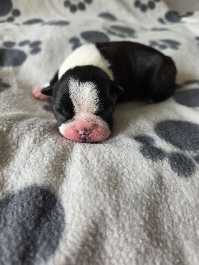 des Yeux de la Revanche - Chiots disponibles - Boston Terrier