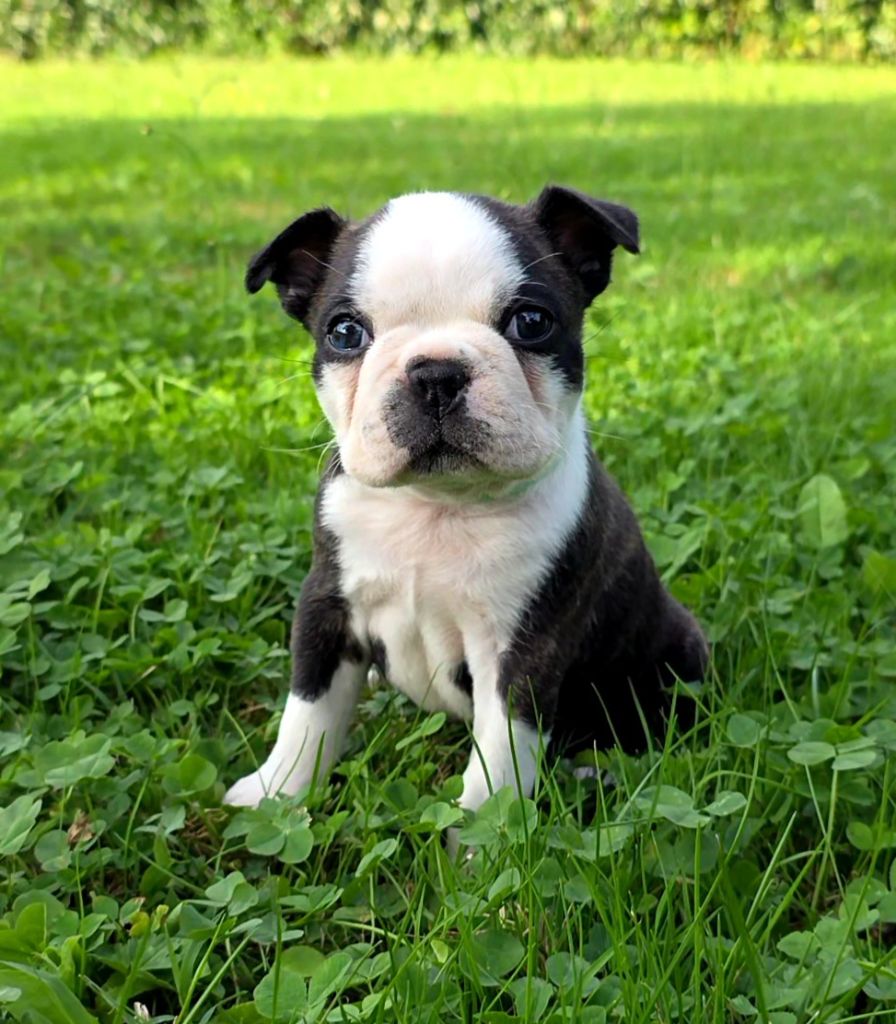 des Yeux de la Revanche - Chiots disponibles - Boston Terrier