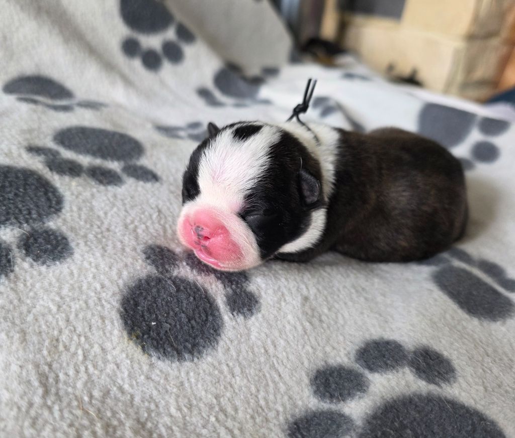 des Yeux de la Revanche - Chiots disponibles - Boston Terrier